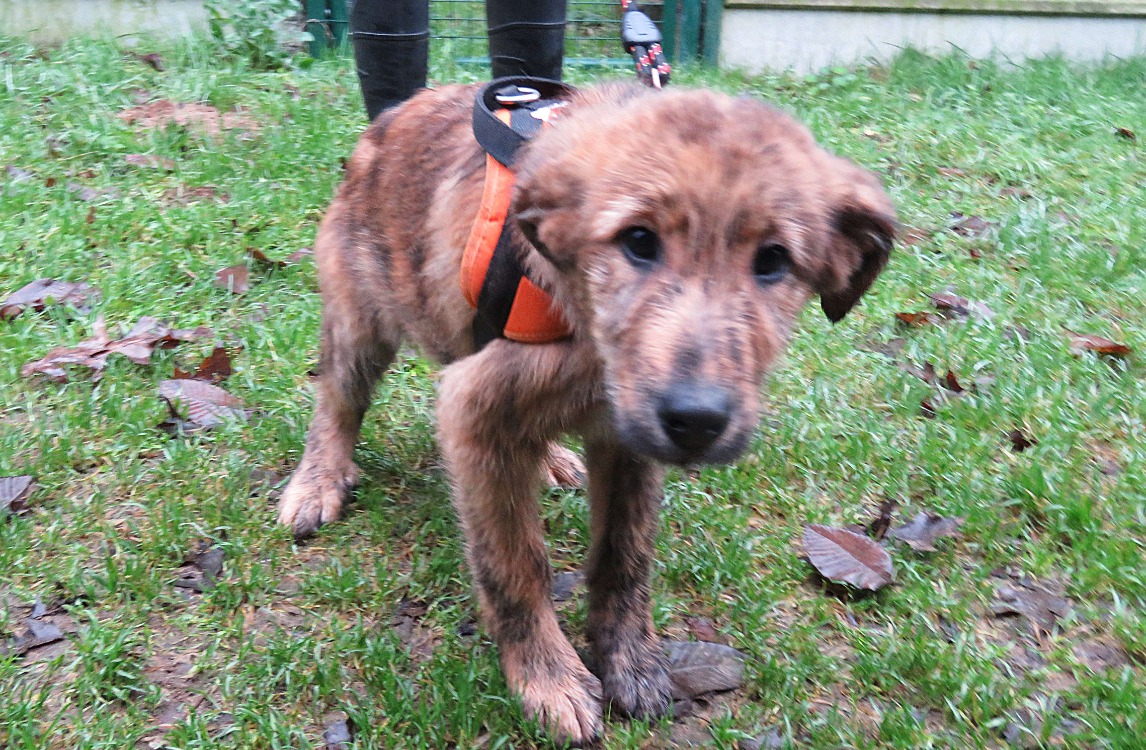 Animal à l'adoption