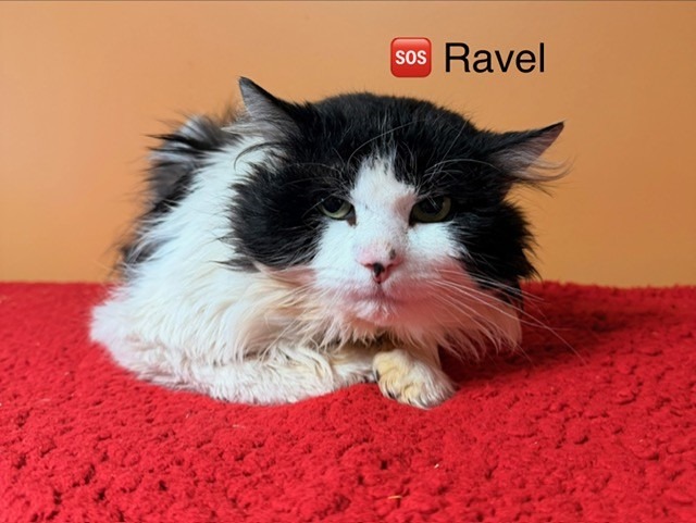 Ravel