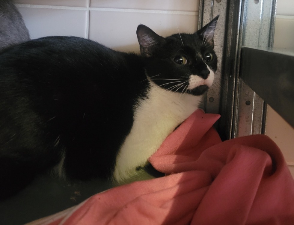 Animal à l'adoption