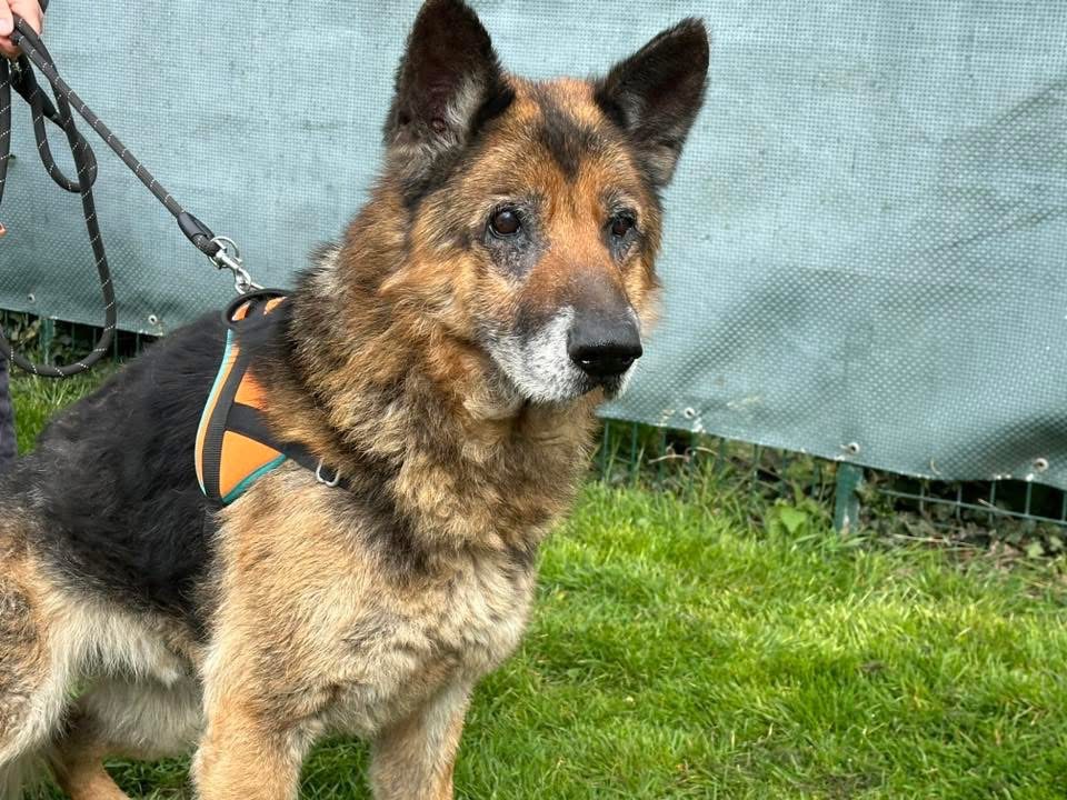 Animal à l'adoption