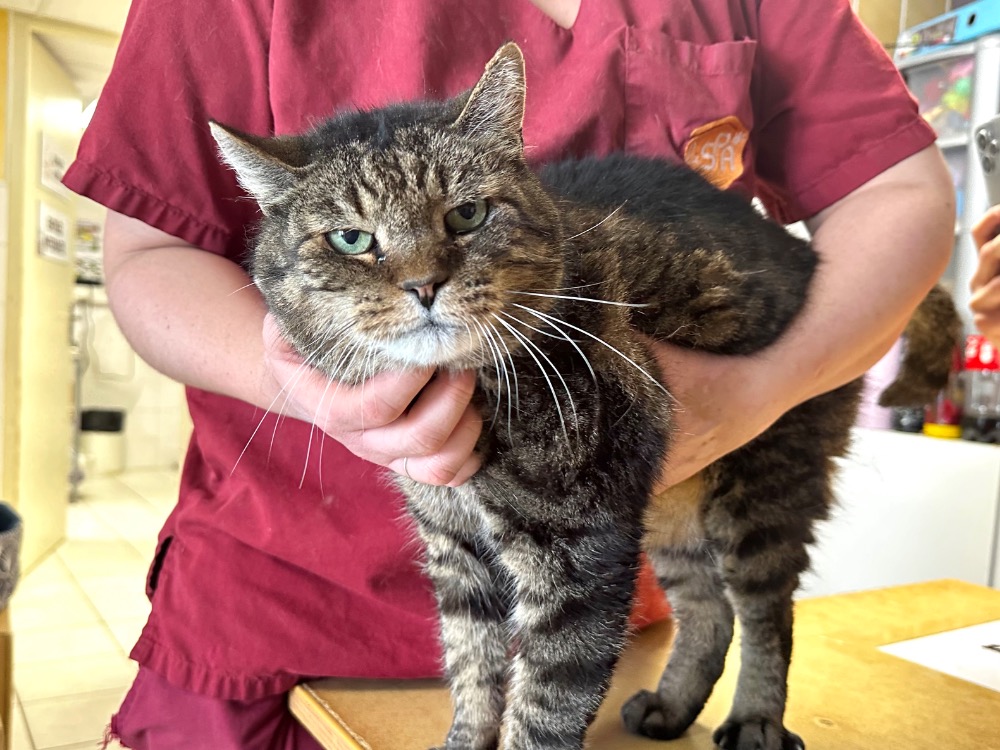 Animal à l'adoption