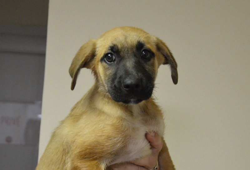 Animal à l'adoption