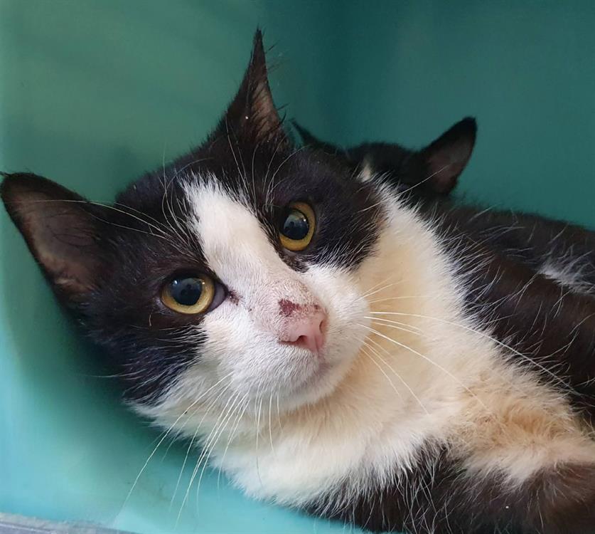 Animal à l'adoption