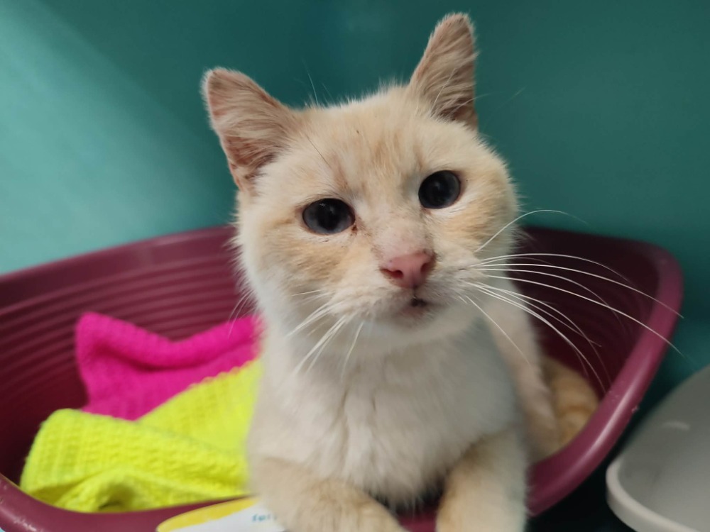 Animal à l'adoption