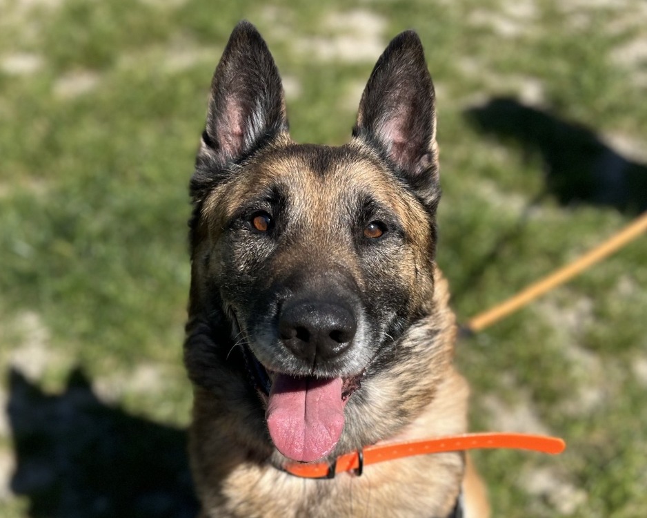 Rex
