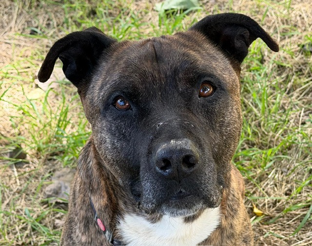 Animal à l'adoption