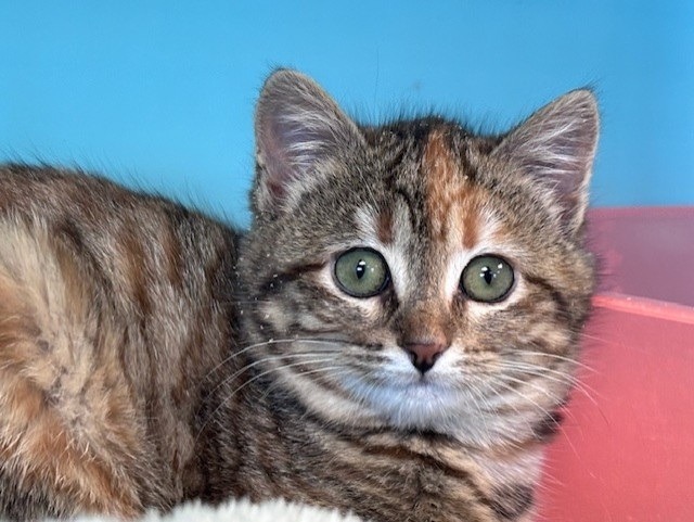Animal à l'adoption