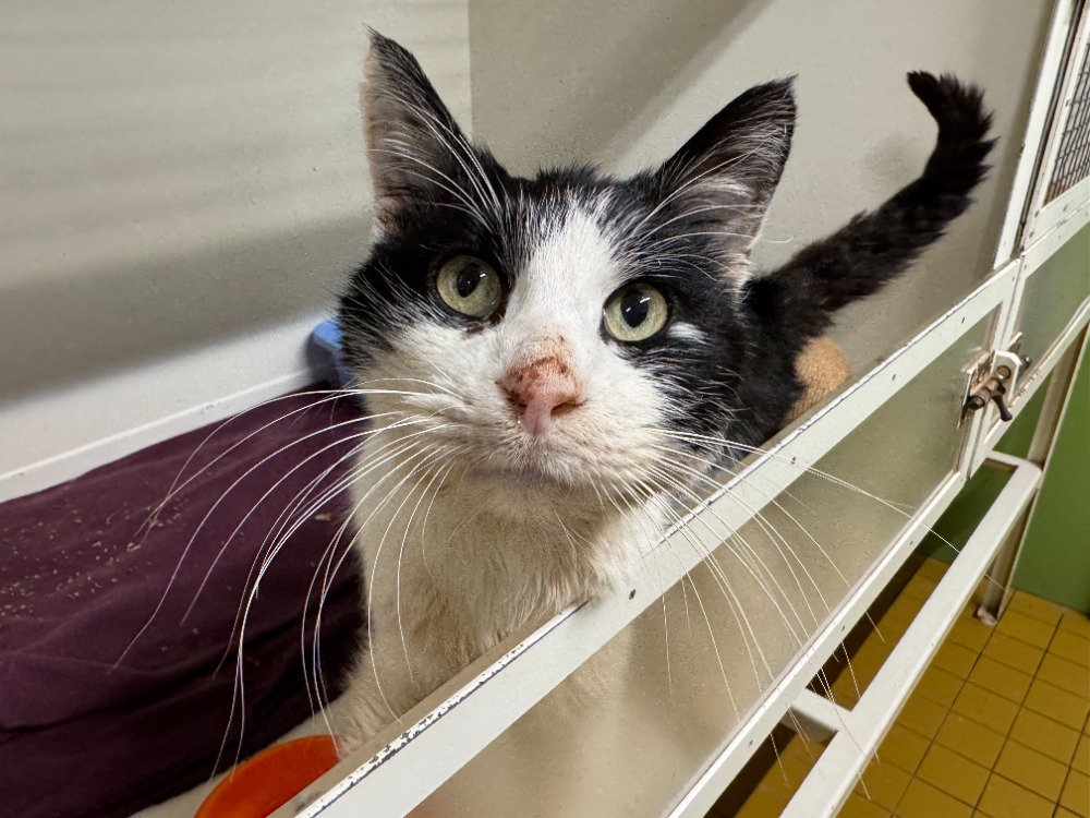 Animal à l'adoption