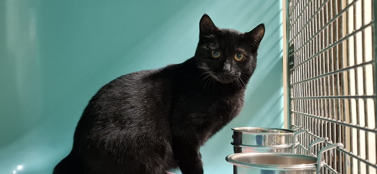 Animal à l'adoption
