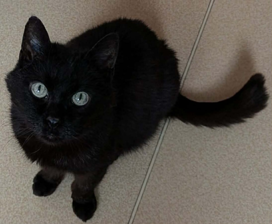 Ringo