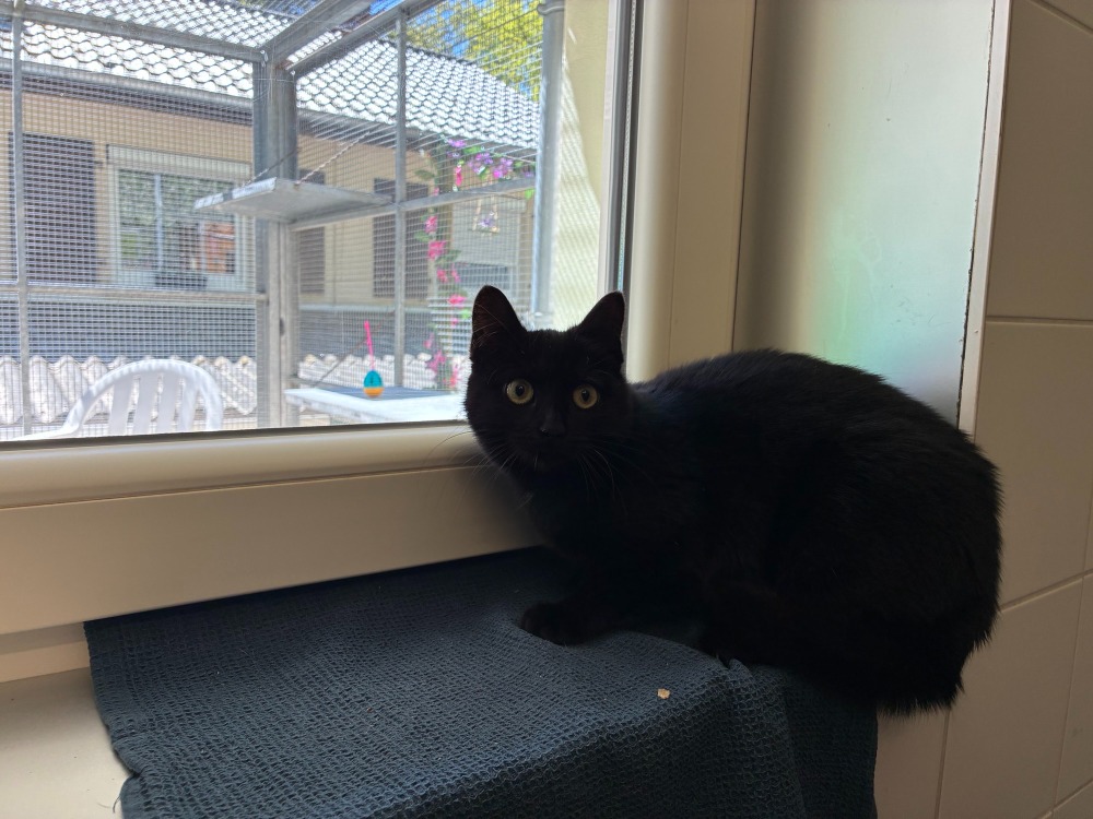 Animal à l'adoption