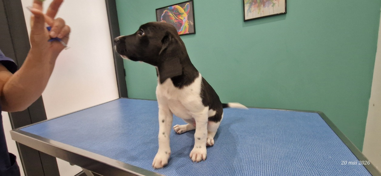Animal à l'adoption