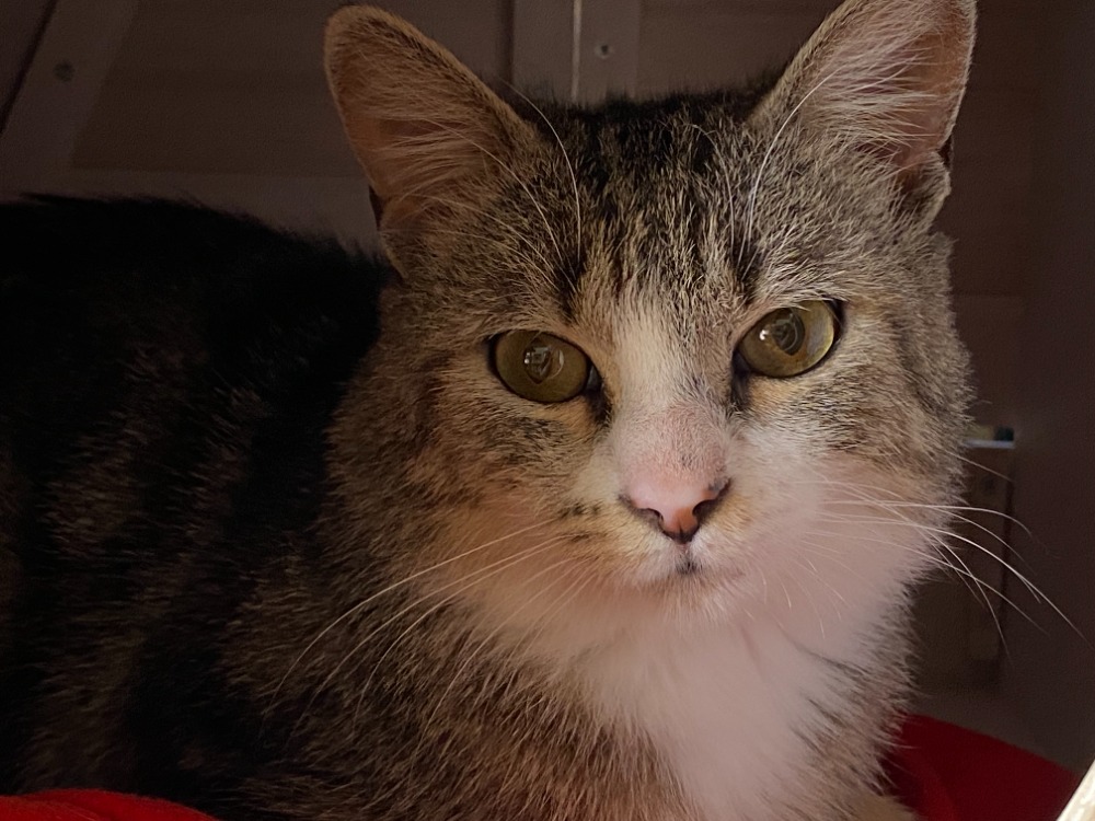 Animal à l'adoption