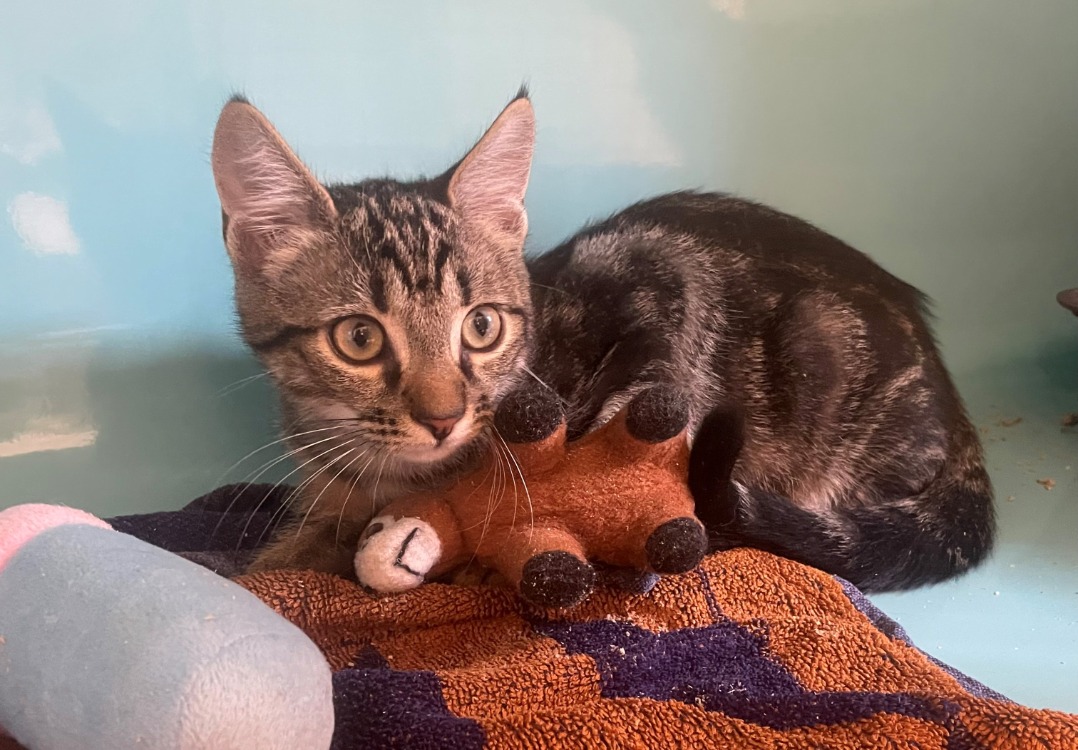 Animal à l'adoption