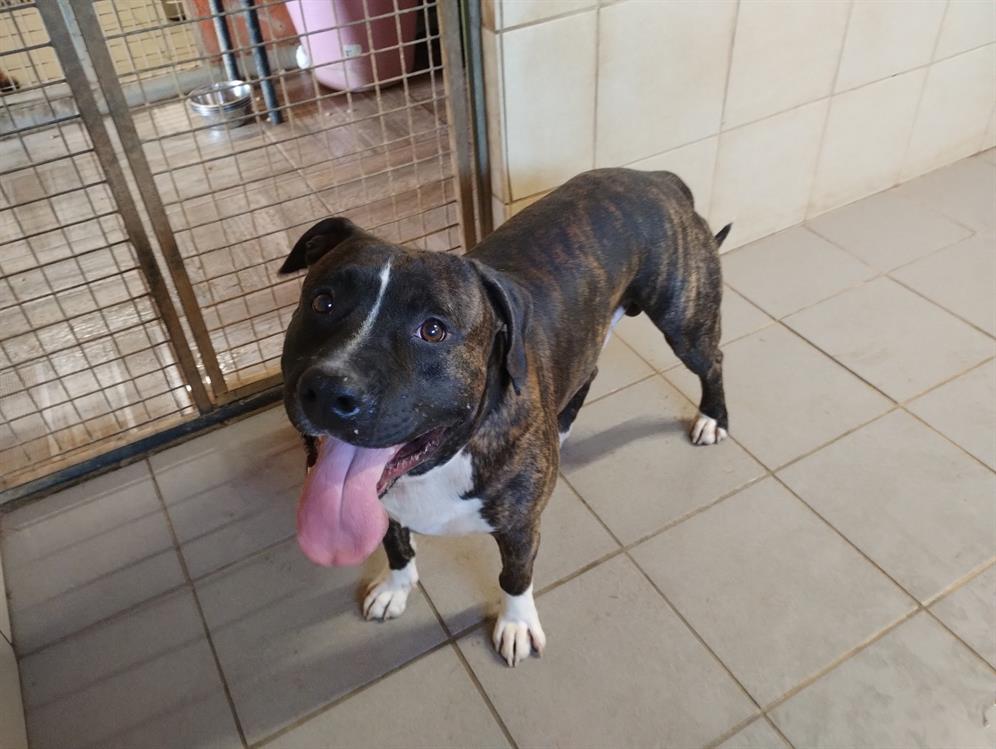 Rocco