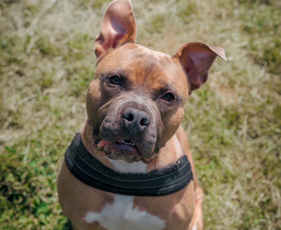 Animal à l'adoption