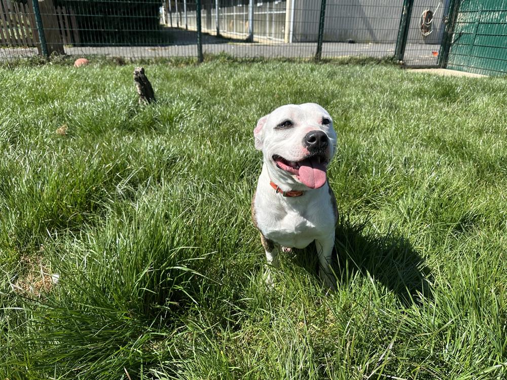 Animal à l'adoption