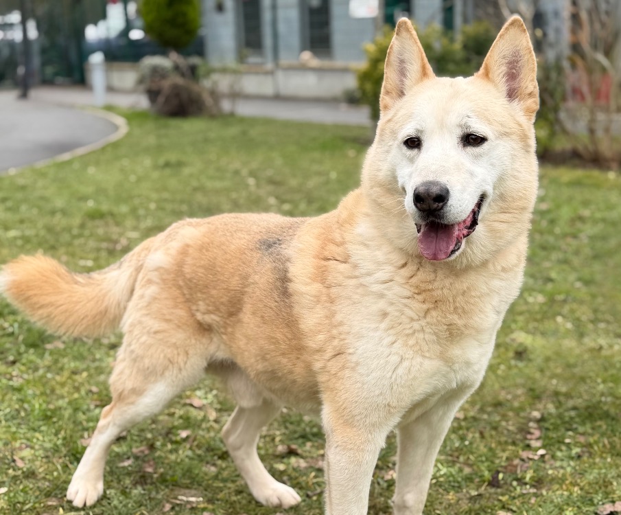 Animal à l'adoption