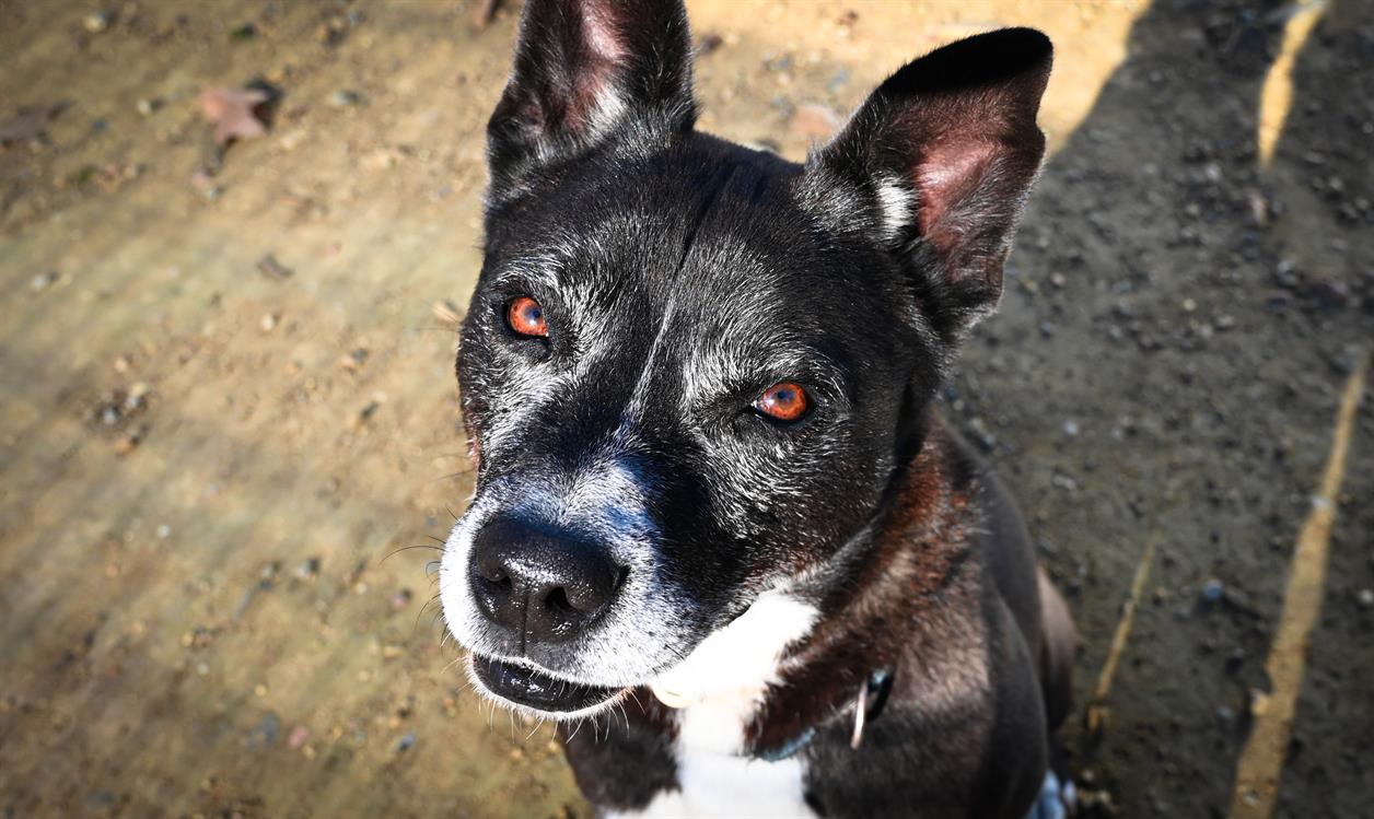 Animal à l'adoption