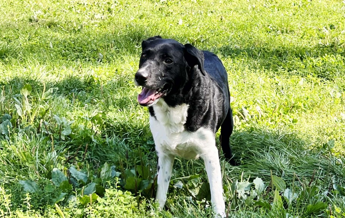 Photo de Roky