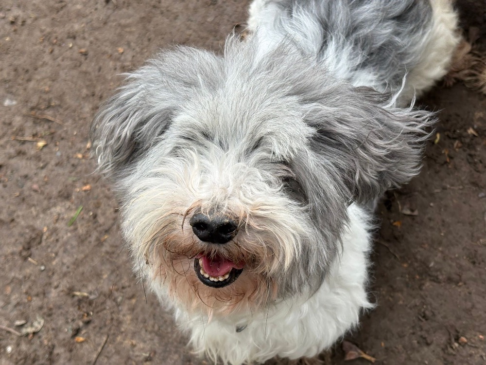 Animal à l'adoption