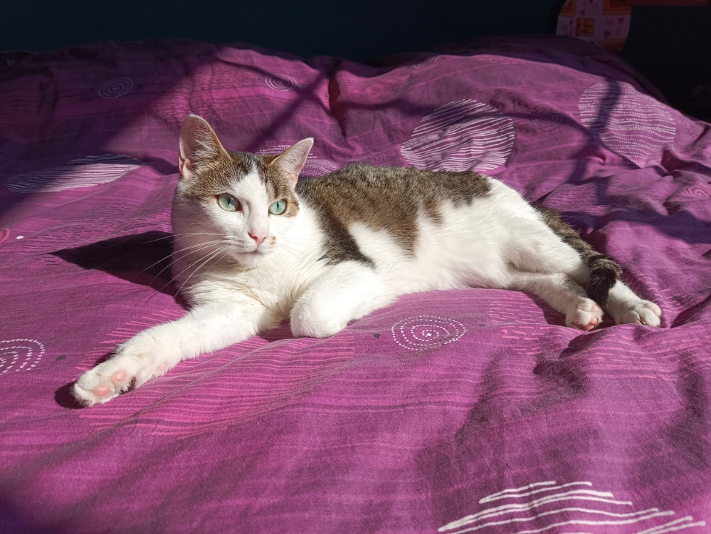 Animal à l'adoption