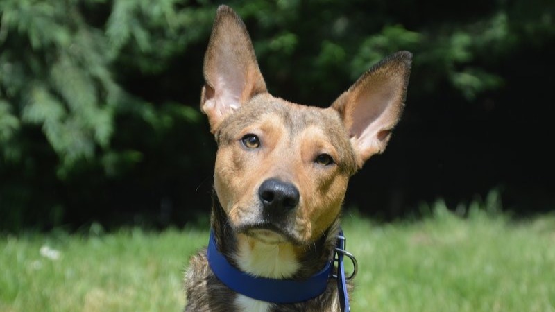 Animal à l'adoption