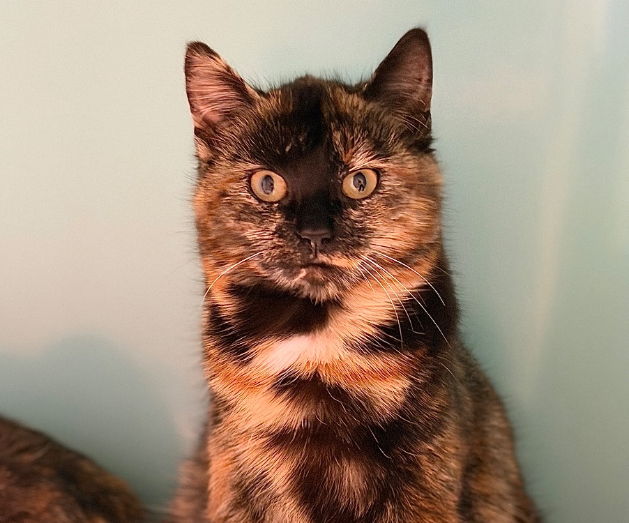 Animal à l'adoption