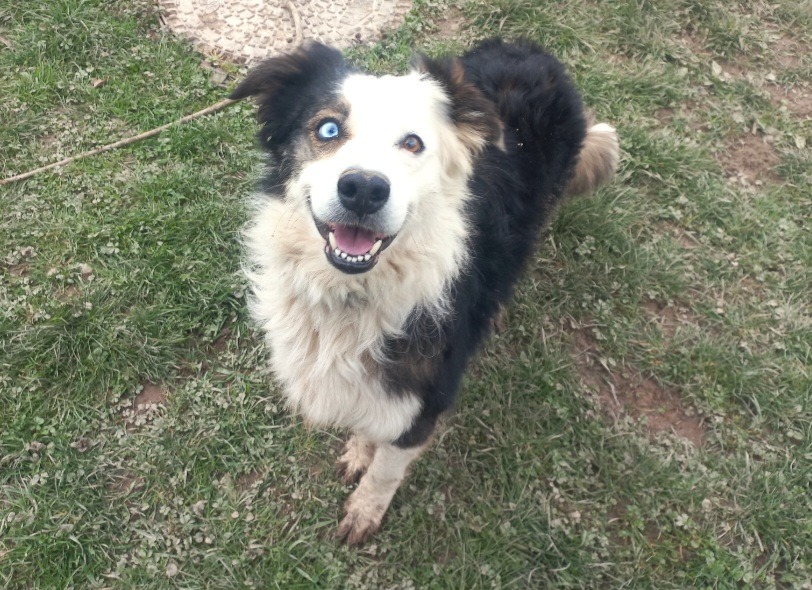 Animal à l'adoption