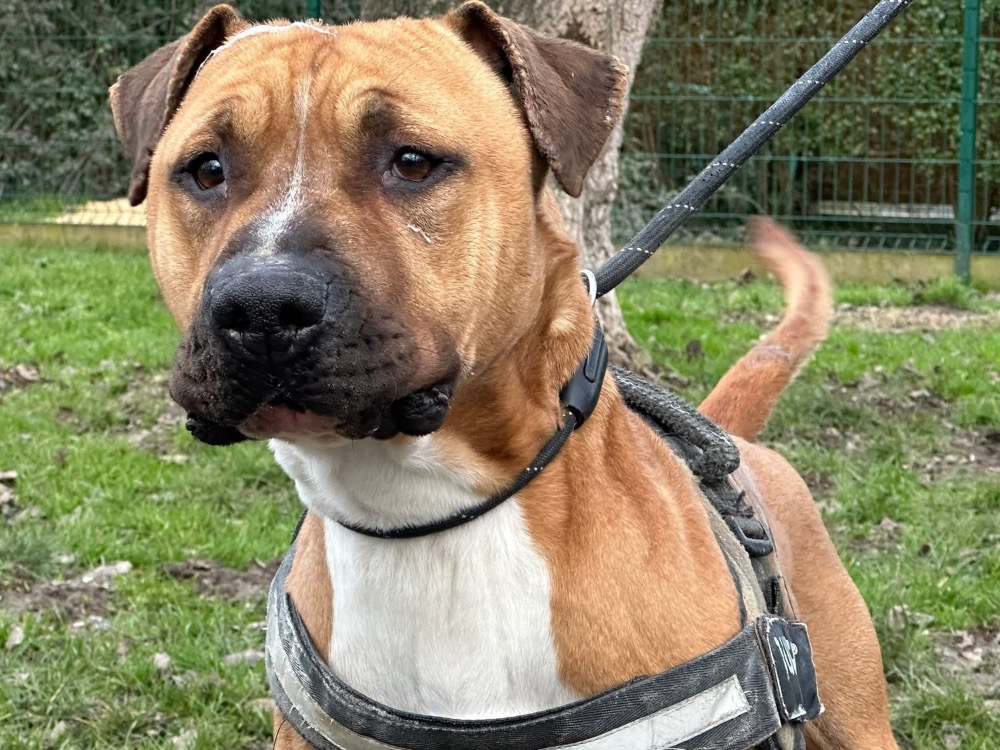 Animal à l'adoption