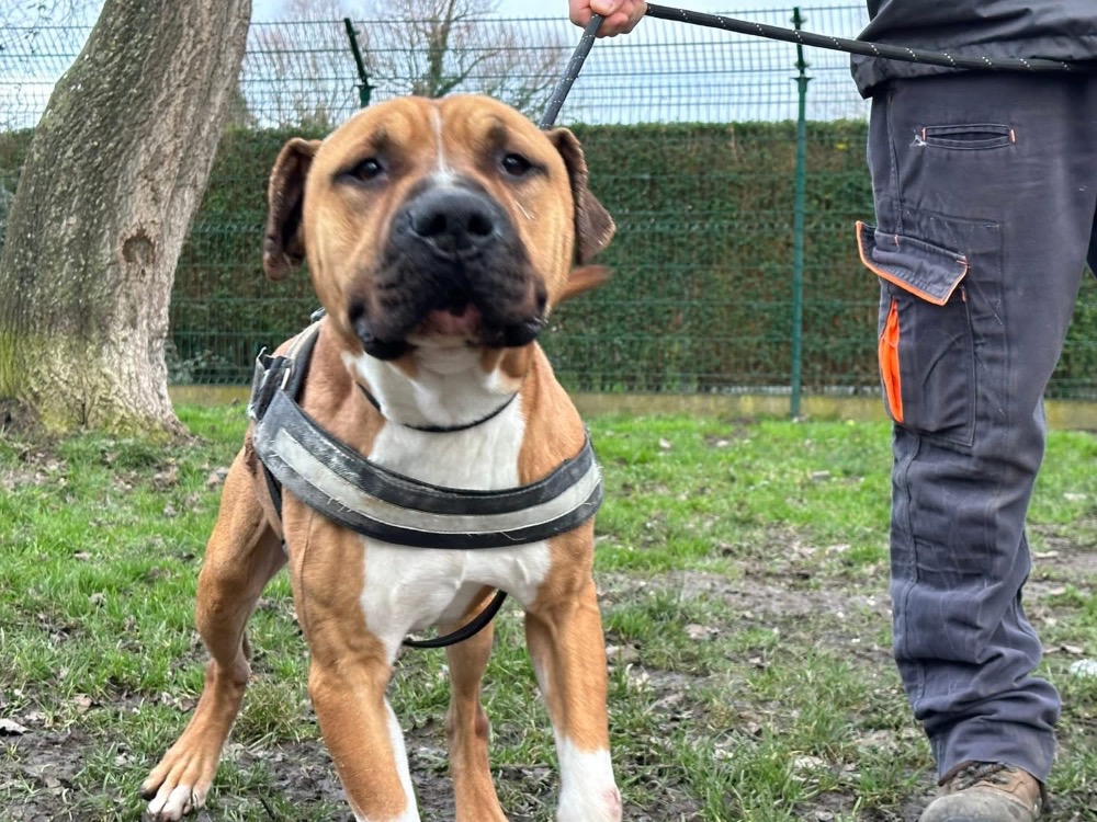 Photo de Rosko two