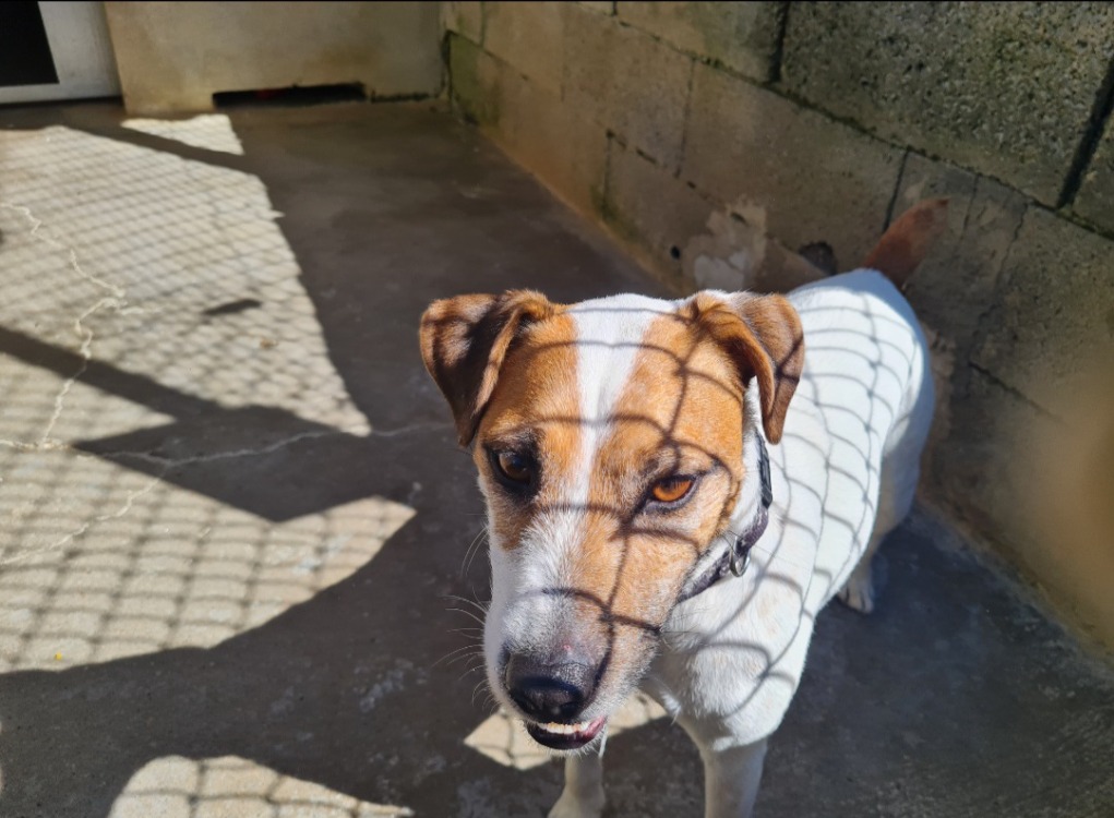 Animal à l'adoption
