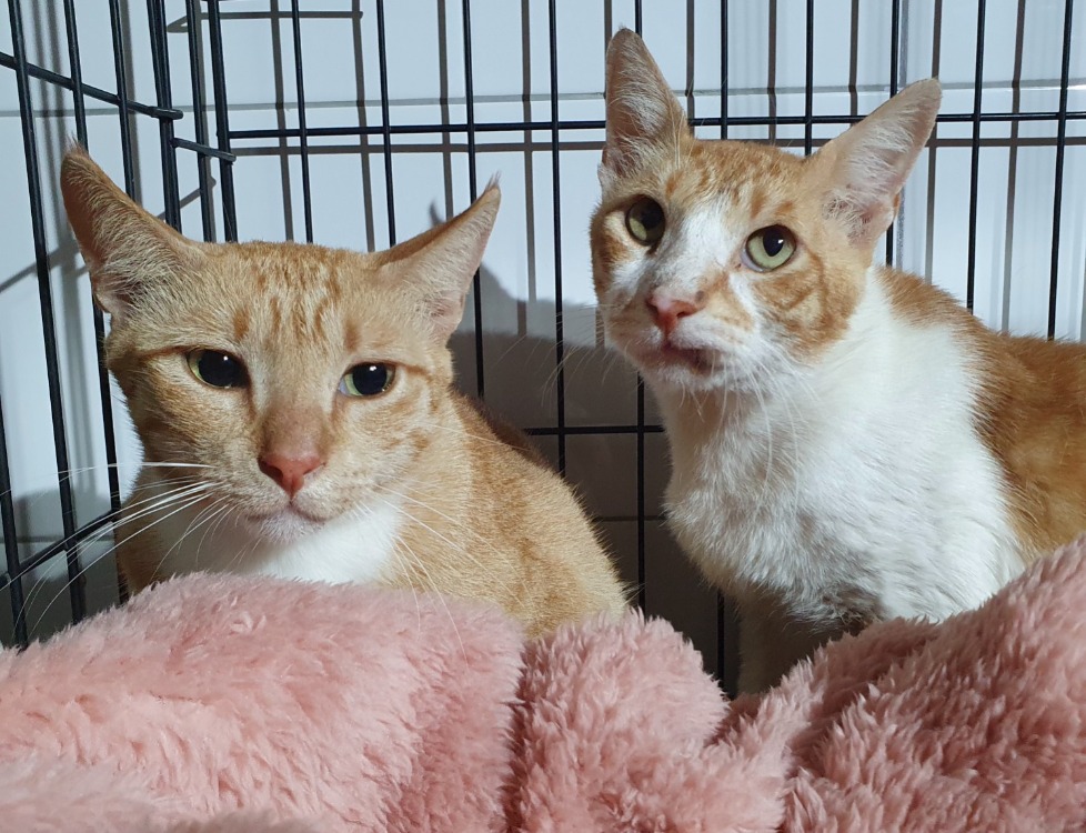 Animal à l'adoption