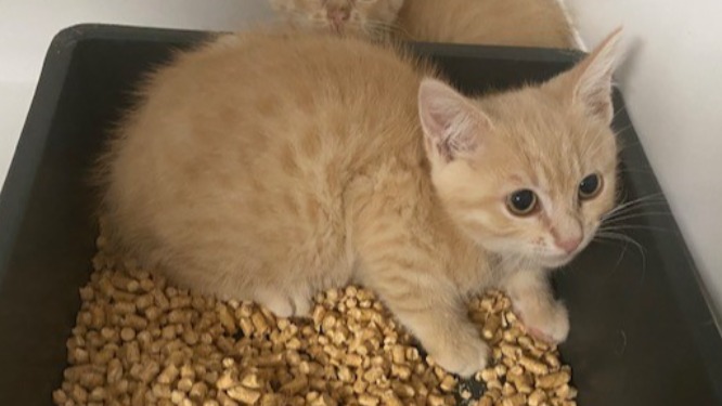 Animal à l'adoption