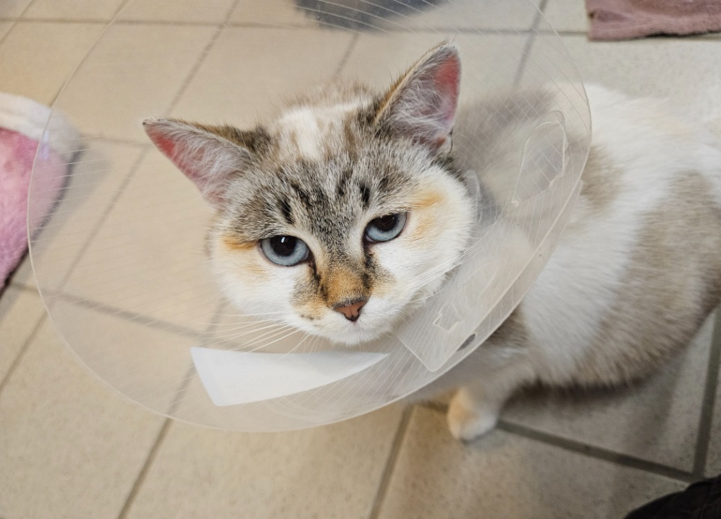 Animal à l'adoption