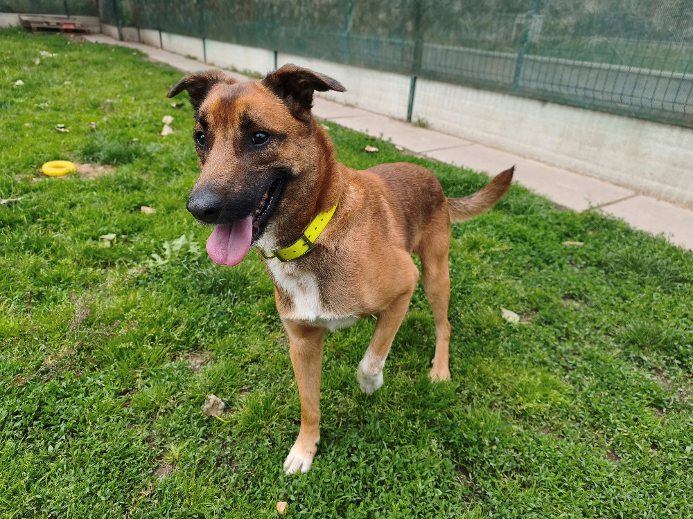 Animal à l'adoption