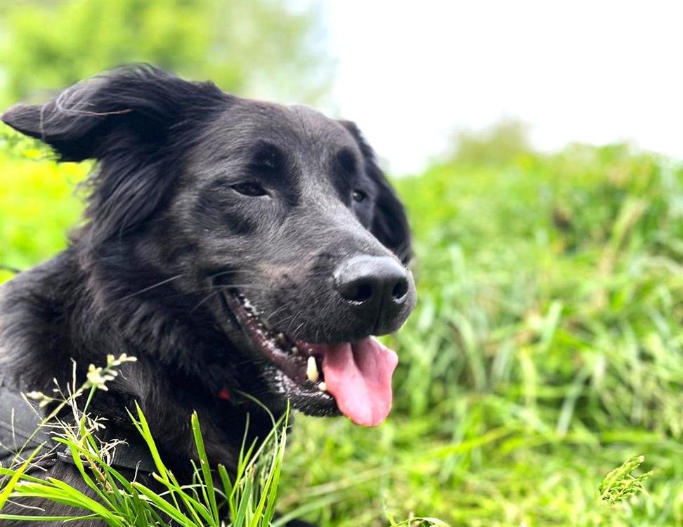 Photo de Roxy