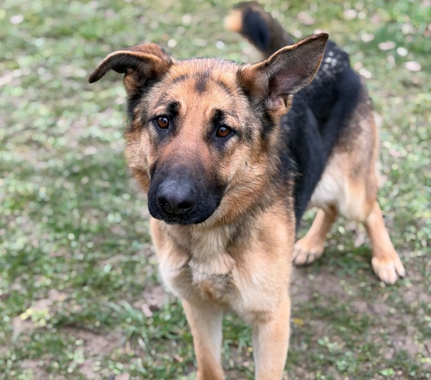 Animal à l'adoption