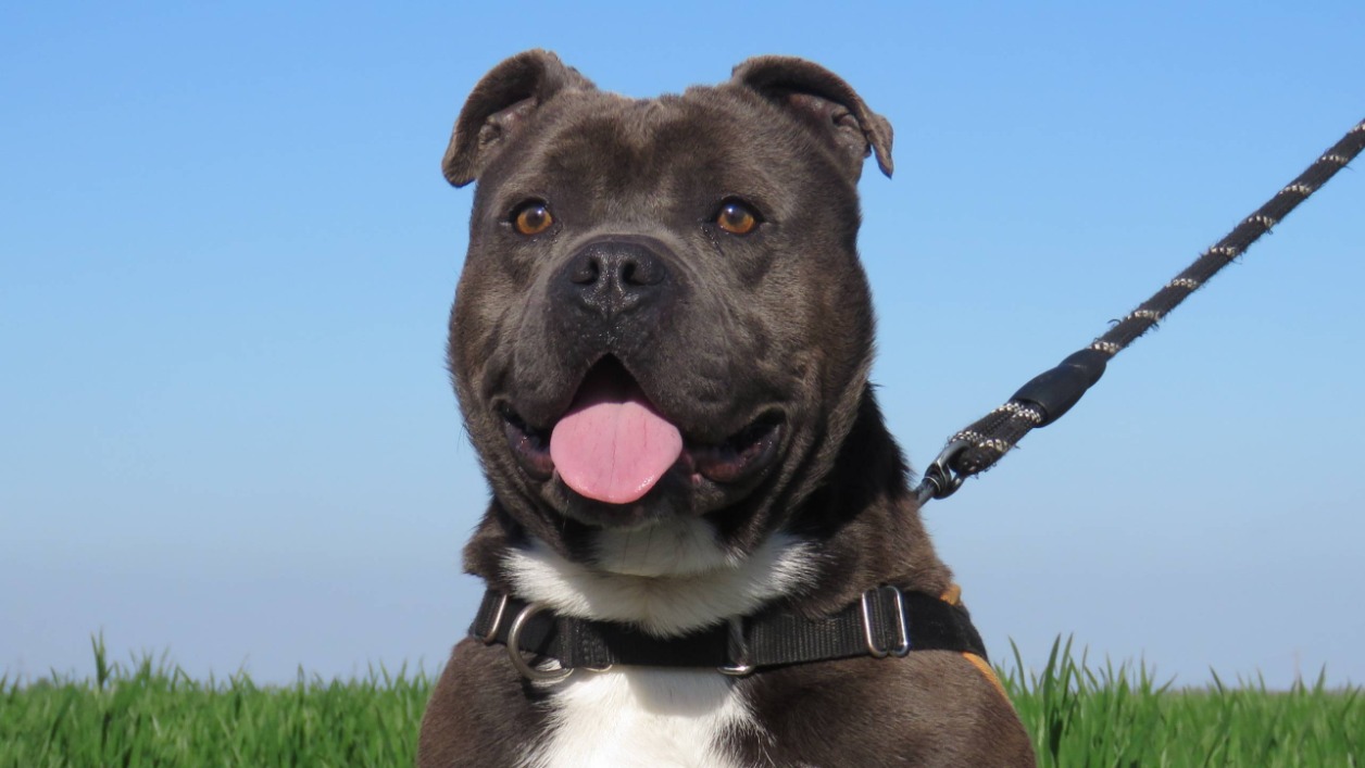 Animal à l'adoption