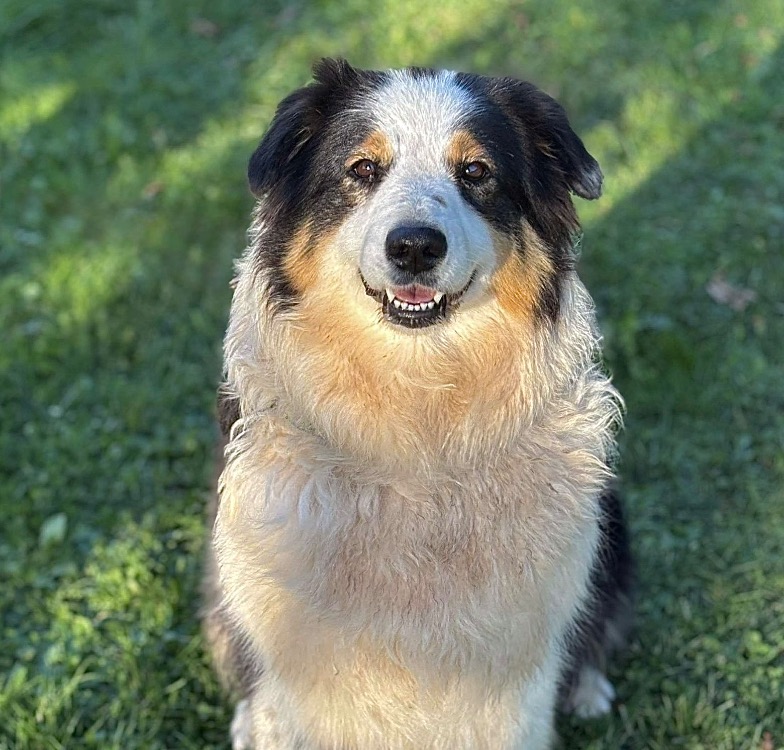 Animal à l'adoption