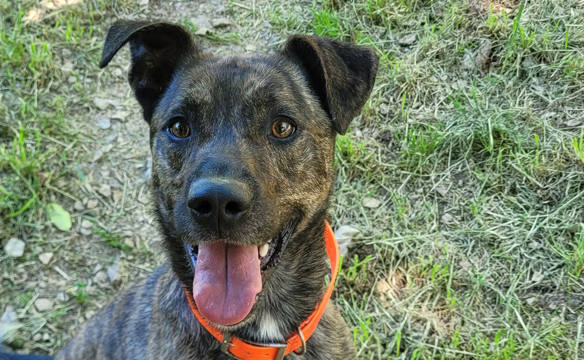 Animal à l'adoption