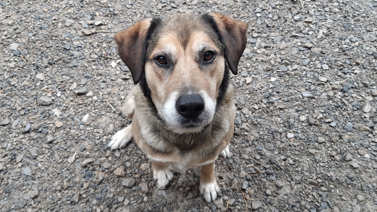 Animal à l'adoption