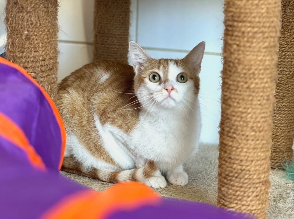 Animal à l'adoption