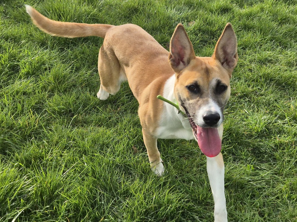 Animal à l'adoption