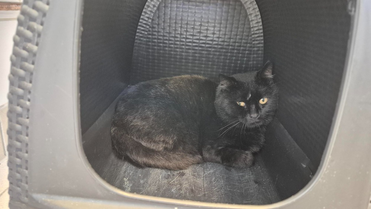 Animal à l'adoption