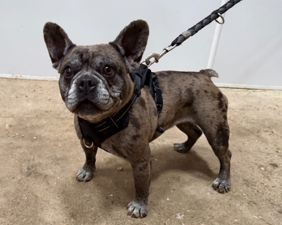 Animal à l'adoption
