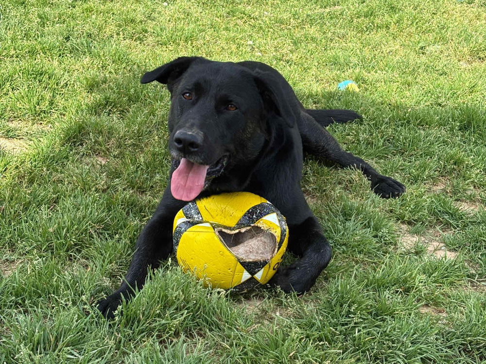 Samba