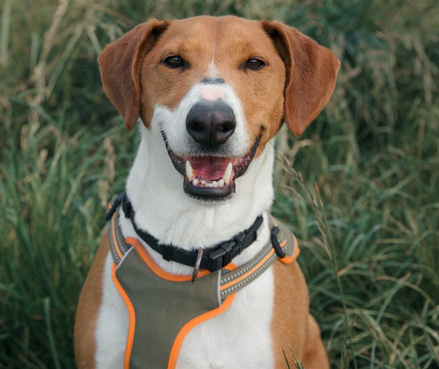 Animal à l'adoption