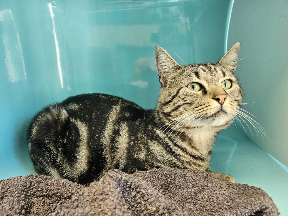Animal à l'adoption