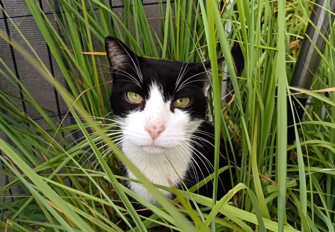 Sammy